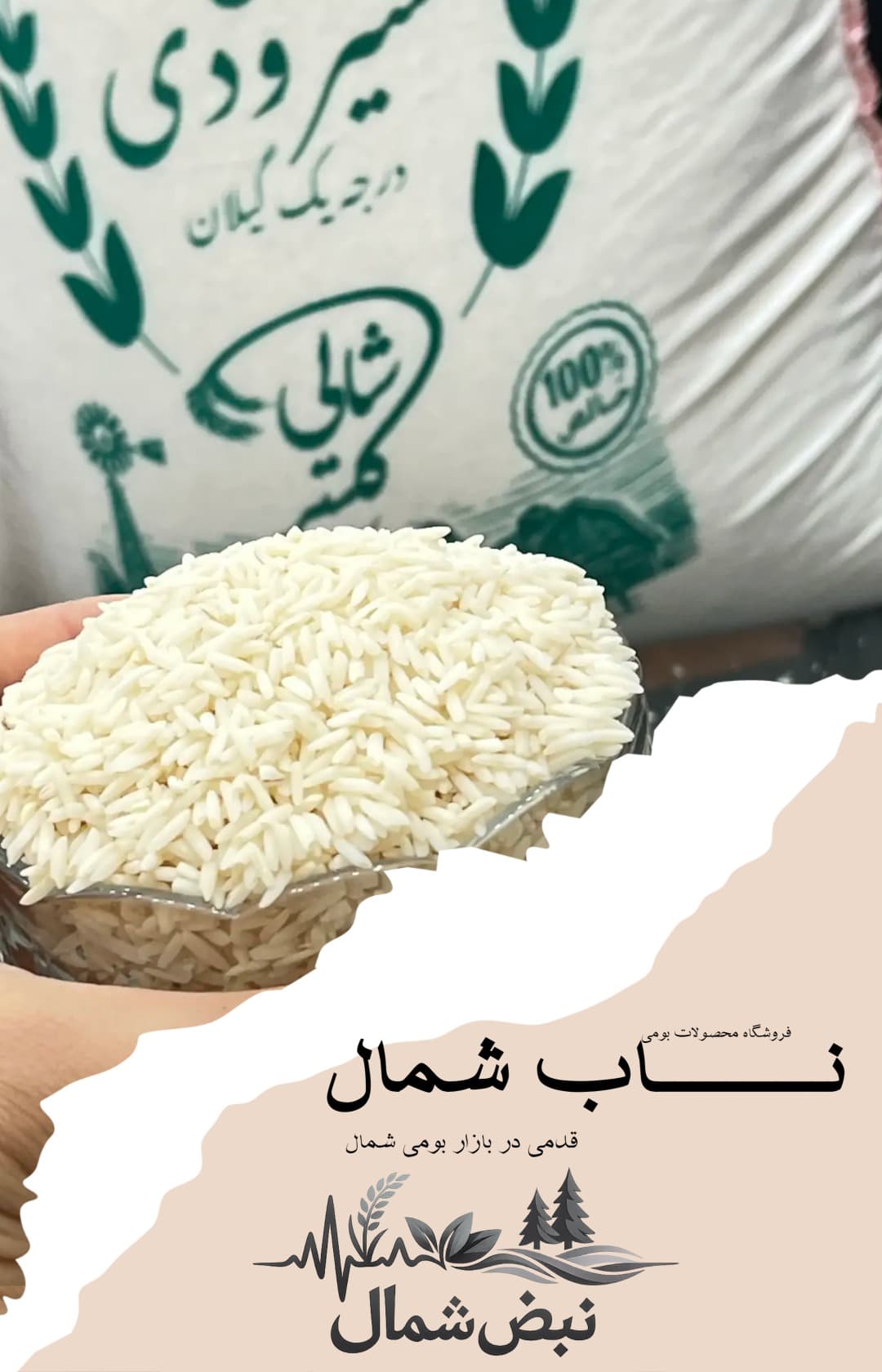 برنج شیرودی درجه یک گیلان | الک خورده – 10 کیلویی — تصویر ۹