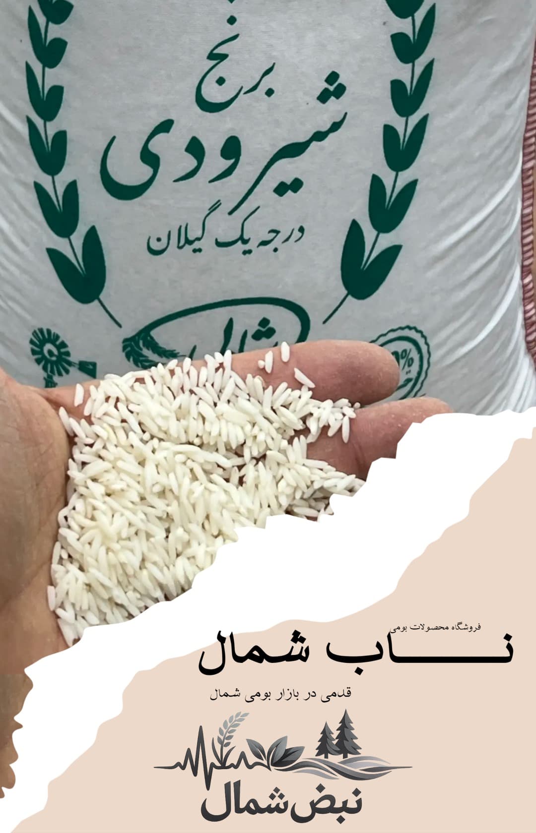 برنج شیرودی درجه یک گیلان | الک خورده – 10 کیلویی — تصویر ۴