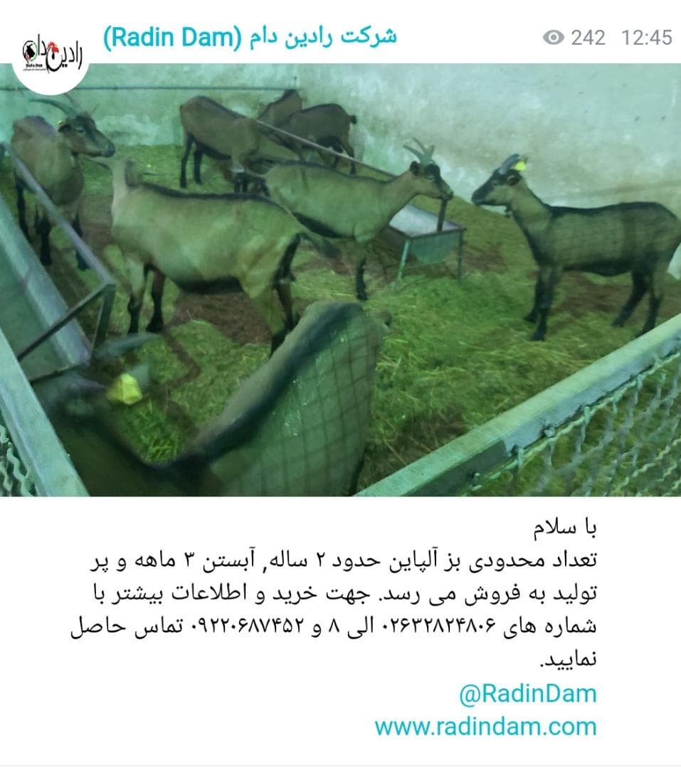بز آلپاین — تصویر ۳