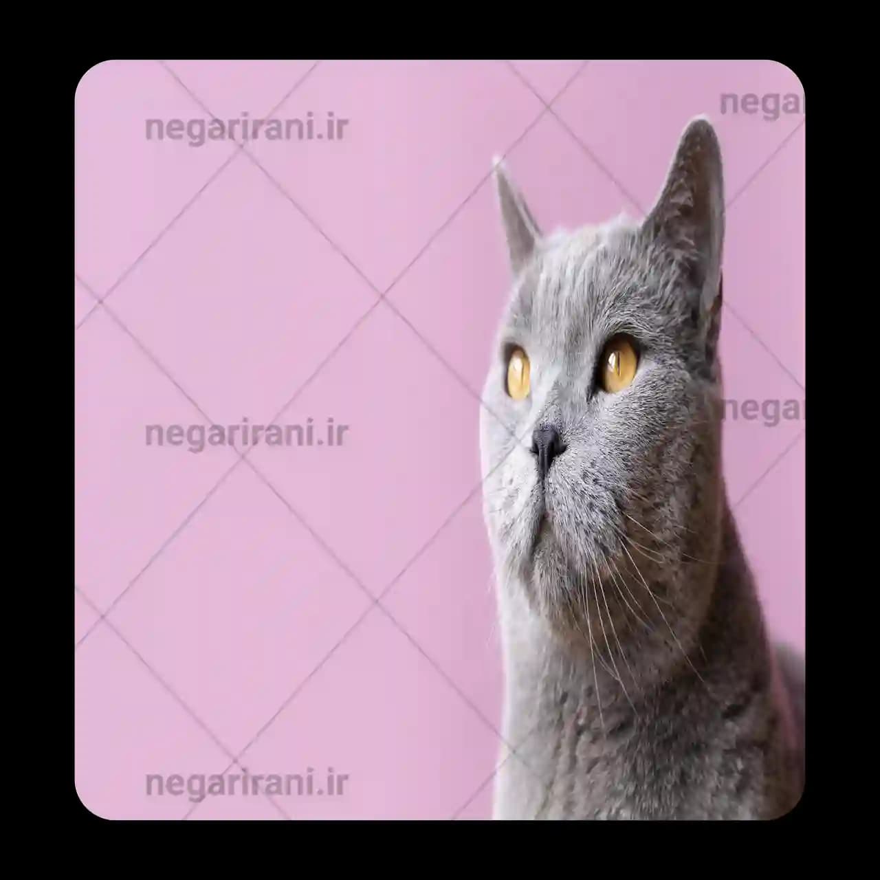 مگنت یخچالی گربه مدل W6