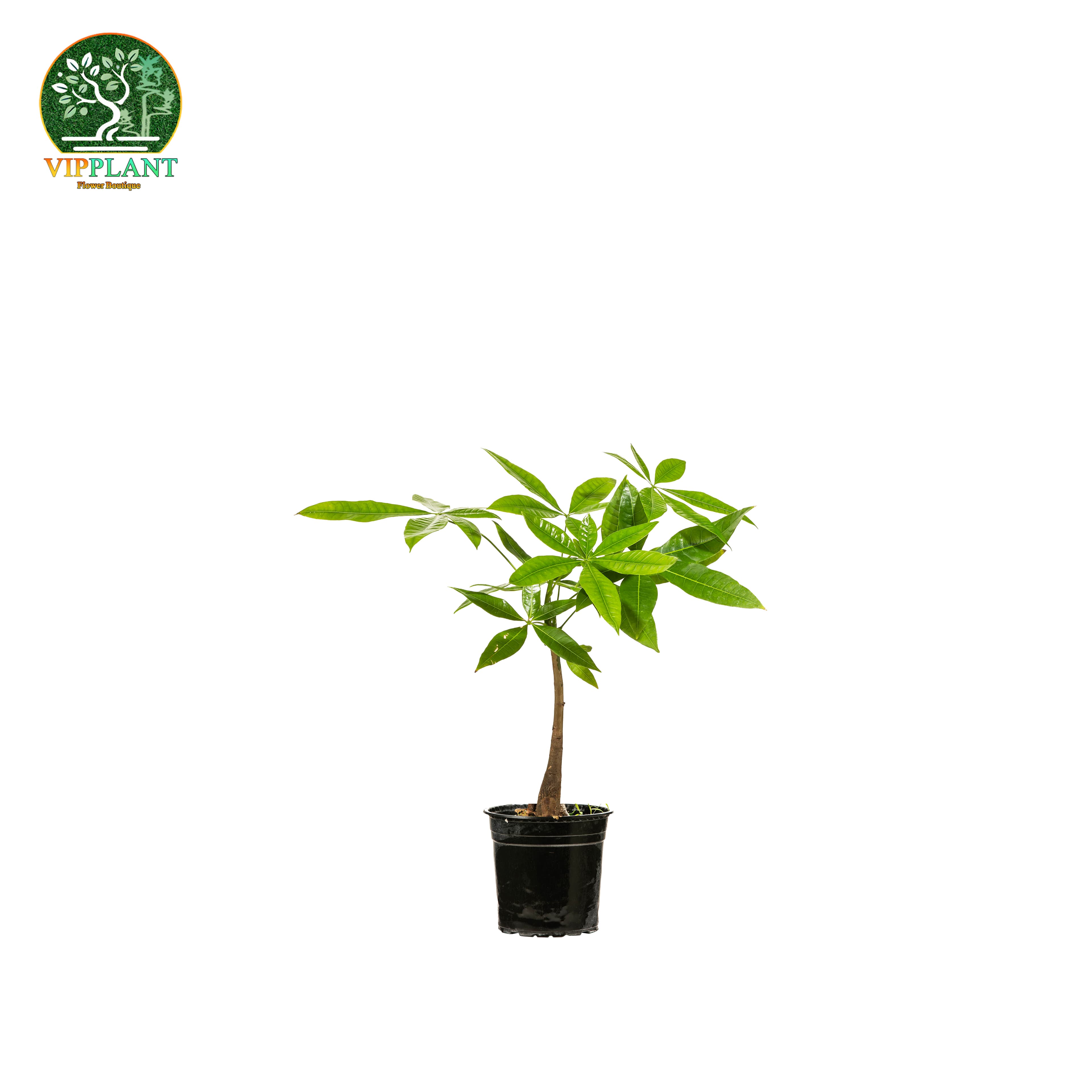 پاچیرا کوچک تک تنه (گلدان پلاستیکی)