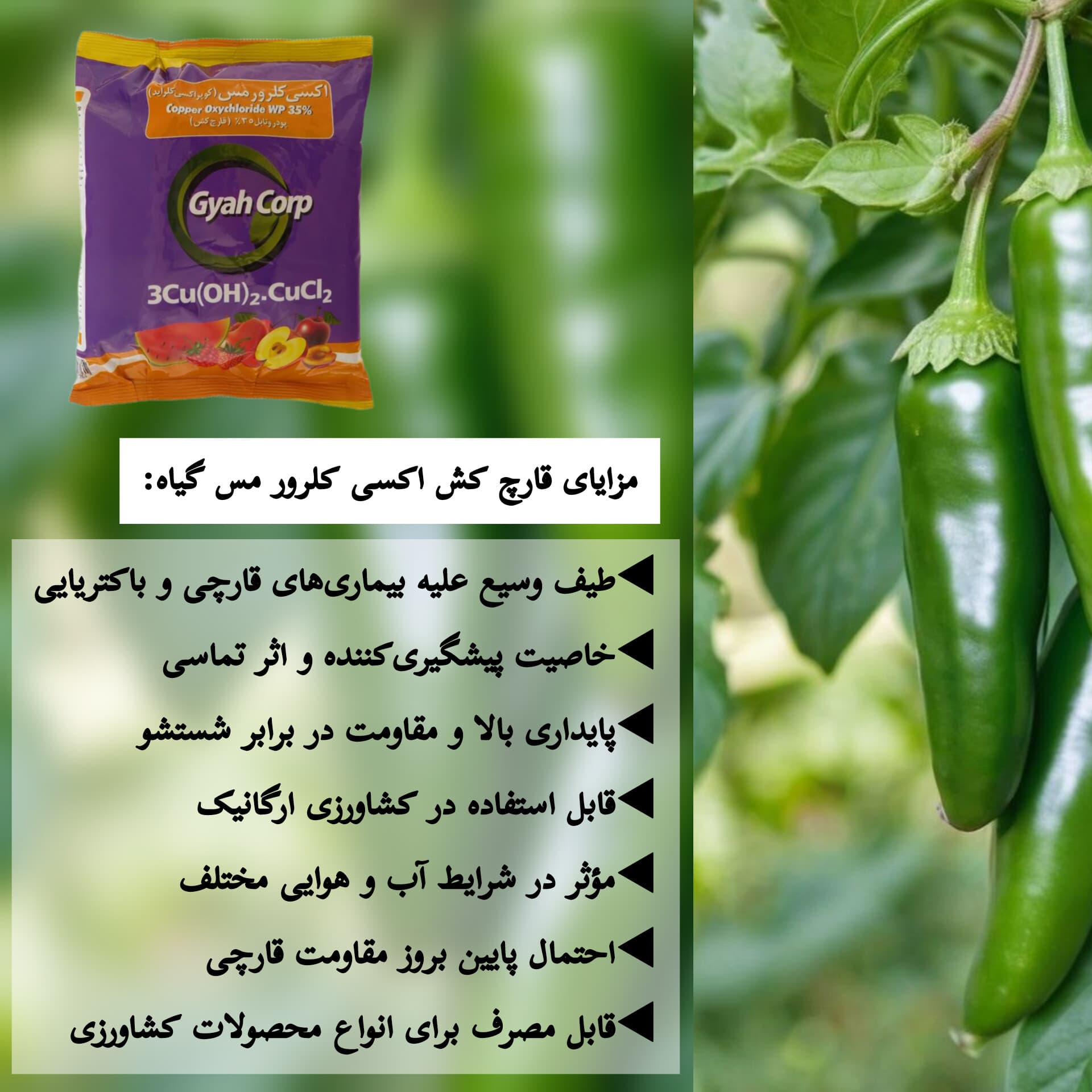 قارچکش اکسی کلرور مس شرکت گیاه ۱ کیلویی — تصویر ۵