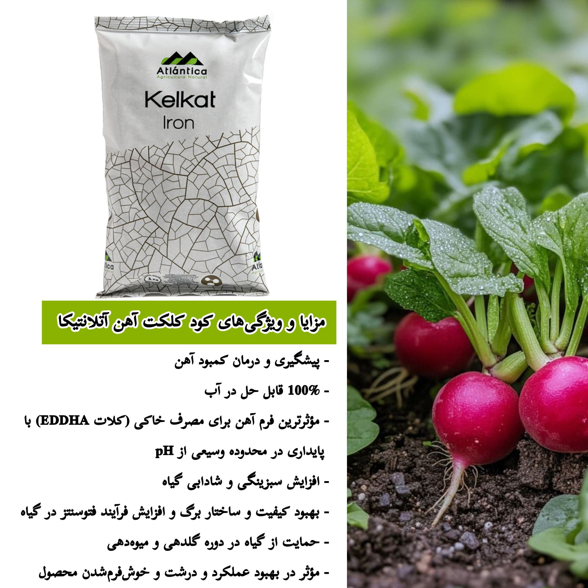 کود کلات آهن کلکت آهن ۶ ٪آتلانتیکا اسپانیا — تصویر ۲
