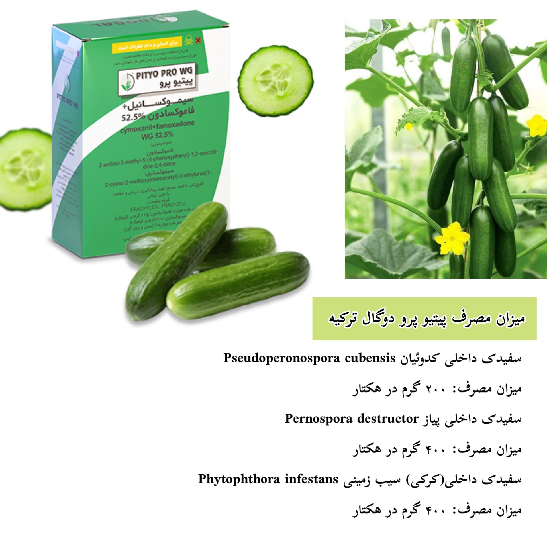 سم قارچ‌کش پیتیو پرو شرکت دوگال ترکیه ۲۰۰گرمی — تصویر ۷