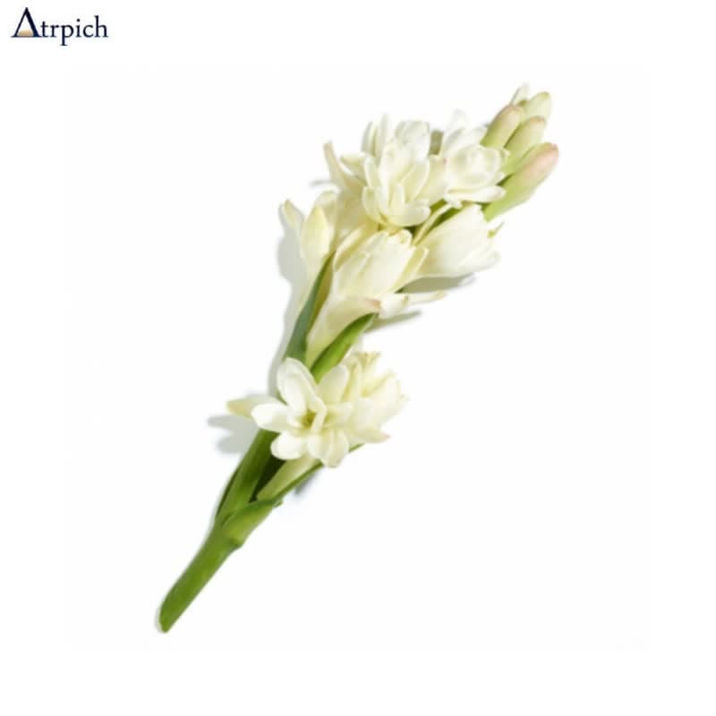 عطر گل مریم، با کیفیت اصل
