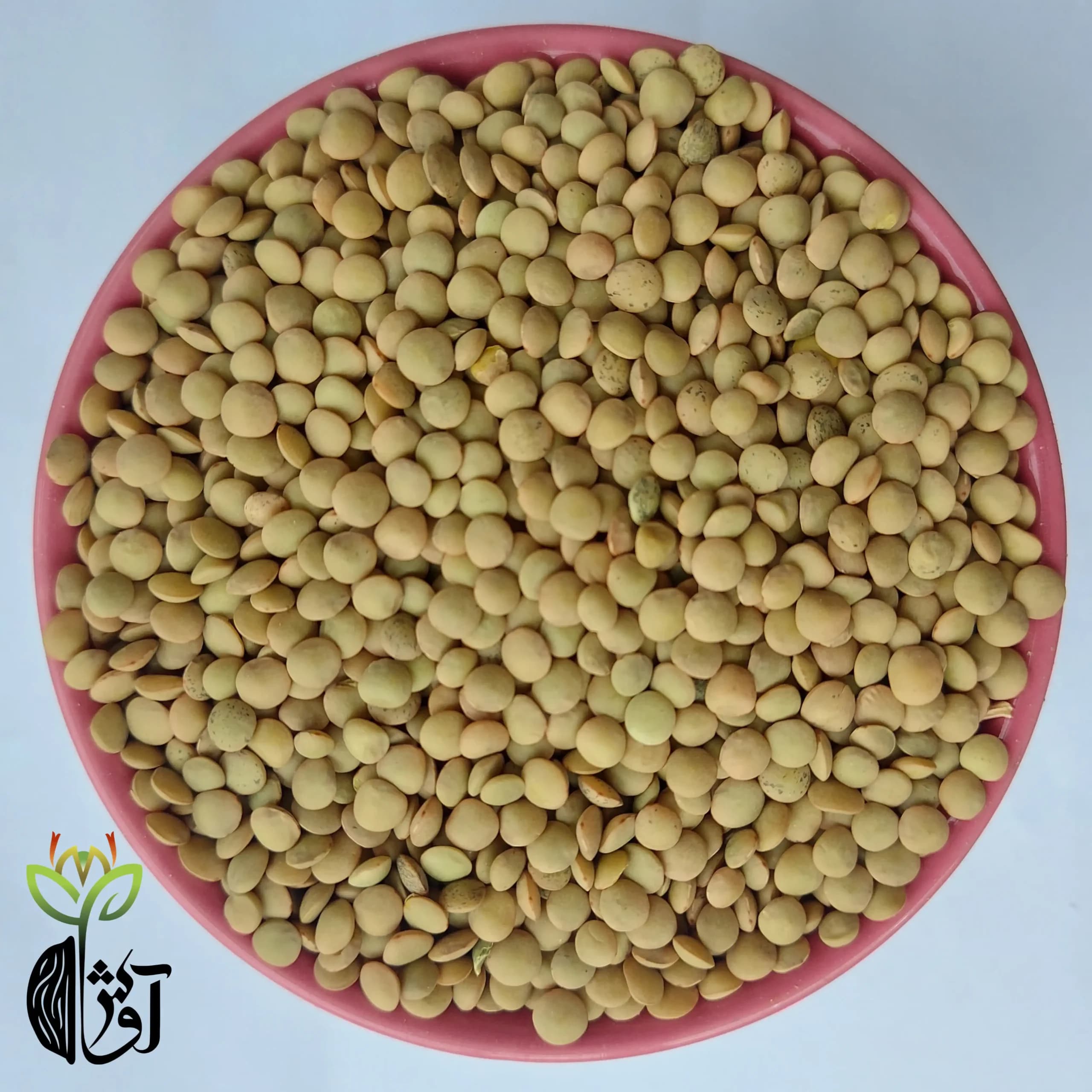 عدس ریز کانادایی