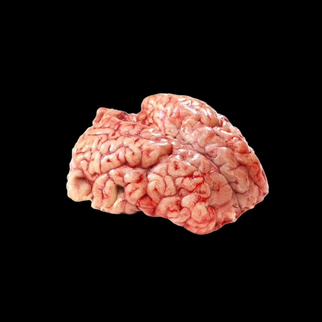 مغز شتر