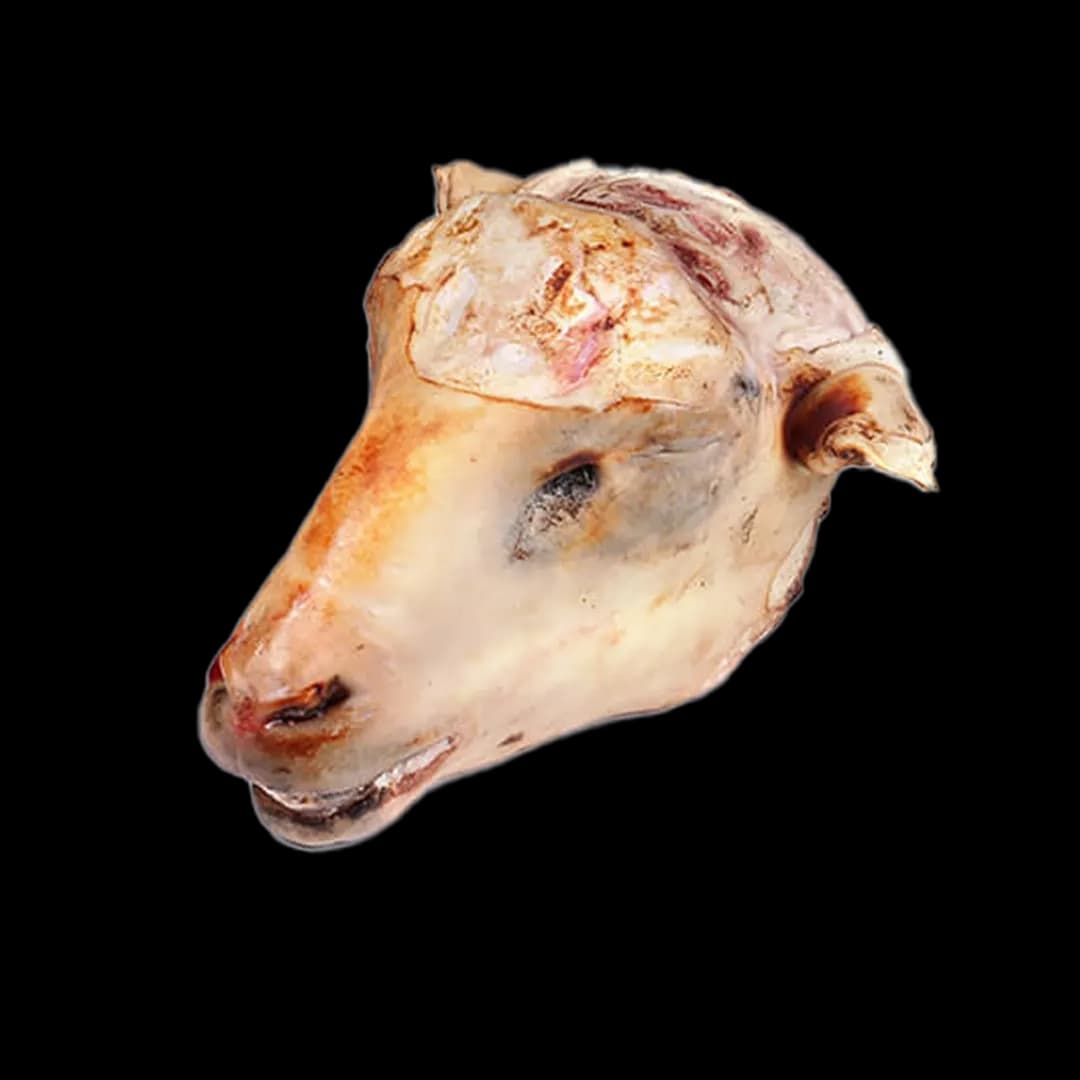 کله گوسفندی — تصویر ۲