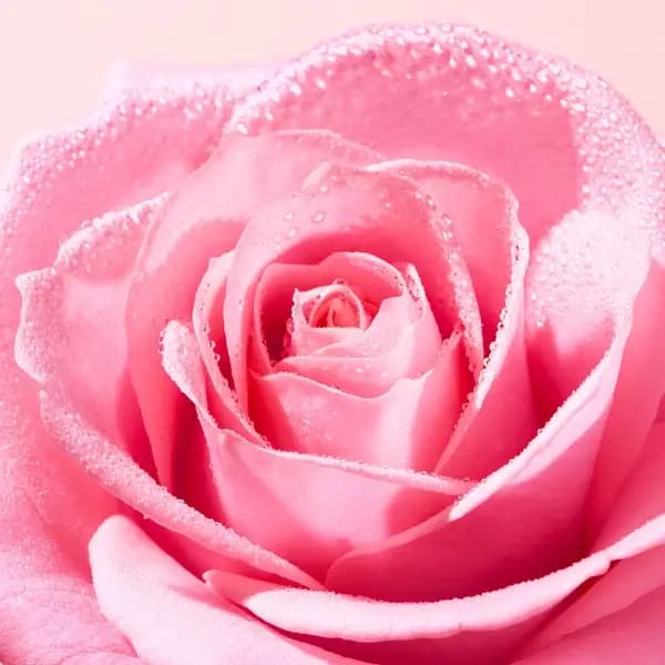 فوم شستشو و پاک کننده ملایم صورت نوکس وری رز NUXE Very Rose Mousse Aérienne Nettoyante — تصویر ۶