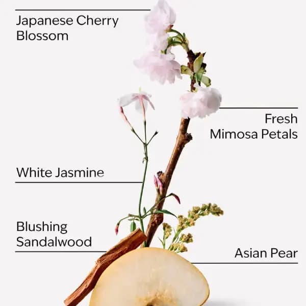 بادی اسپلش زنانه بث اند بادی ورکز جپنیز چری بلوسوم Bath & Body Works Japanese Cherry Blossom Fine Fragrance Mist — تصویر ۳