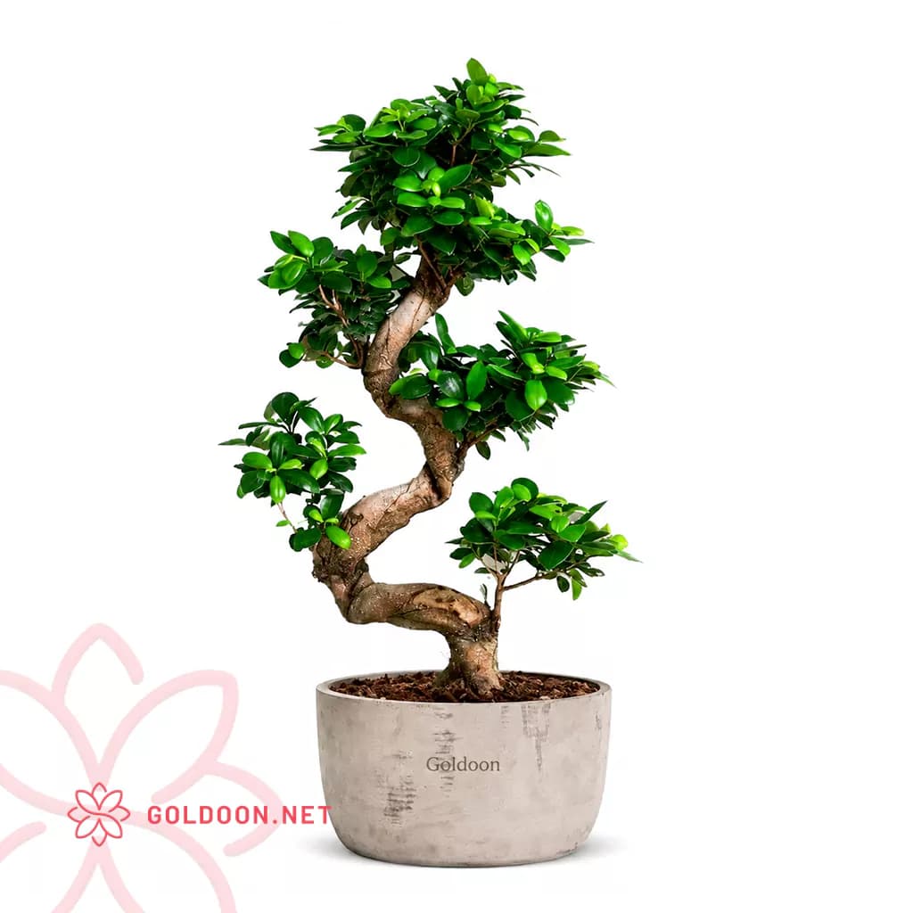 بونسای فیکوس کد 002 — تصویر ۴