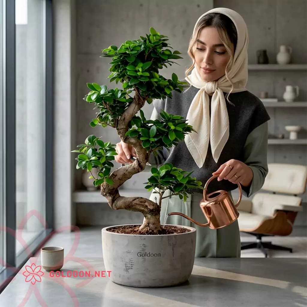 بونسای فیکوس کد 002 — تصویر ۶