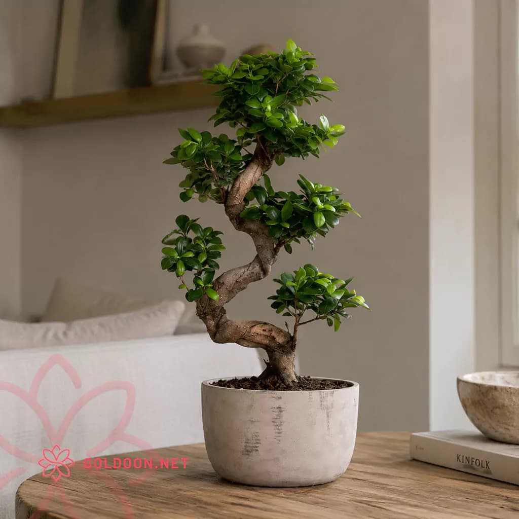 بونسای فیکوس کد 002 — تصویر ۵