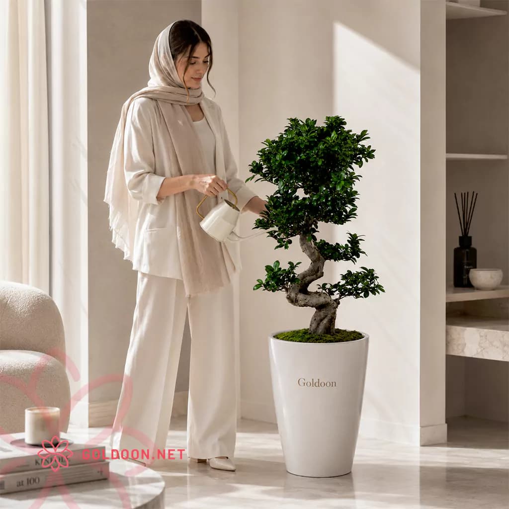 بونسای فیکوس جینسینگ کد 001 — تصویر ۶