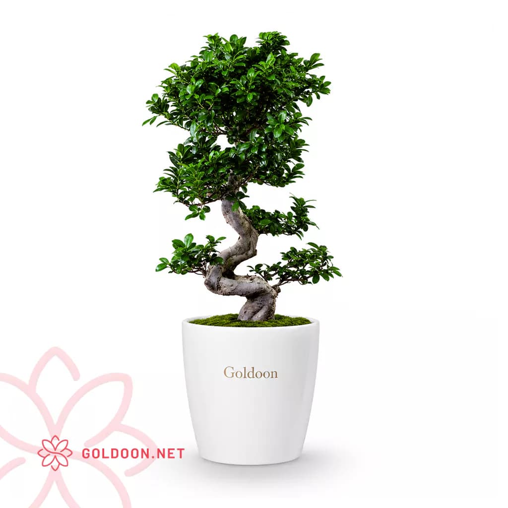 بونسای فیکوس جینسینگ کد 001 — تصویر ۴