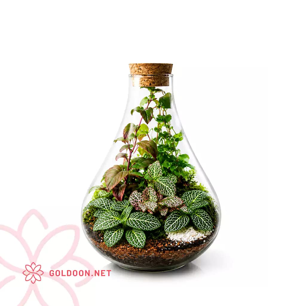 تراریوم شیشه ای کد 001