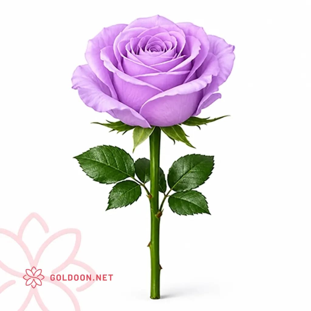 رز بنفش تک‌ شاخه