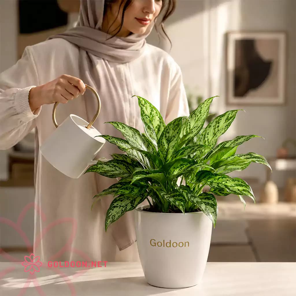 گیاه آگلونما — تصویر ۲