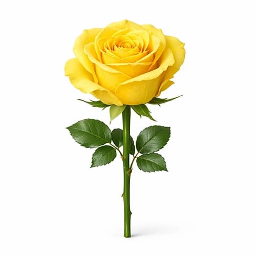 رز زرد تک شاخه