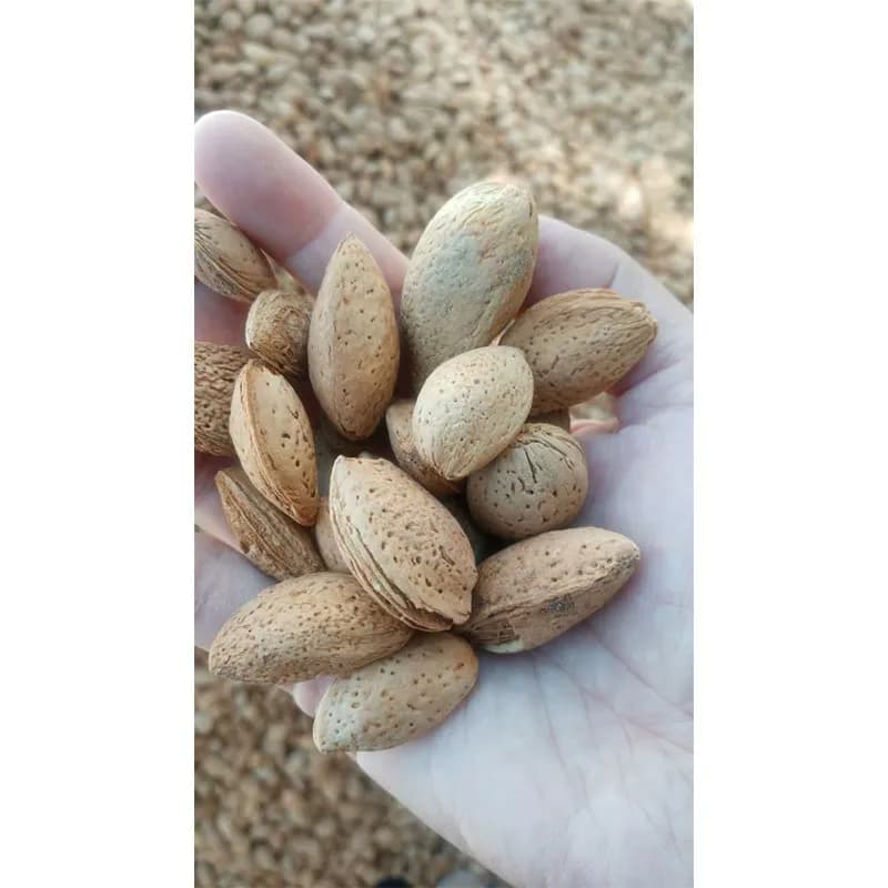 بادام درختی ارگانیک 1 کیلو — تصویر ۴
