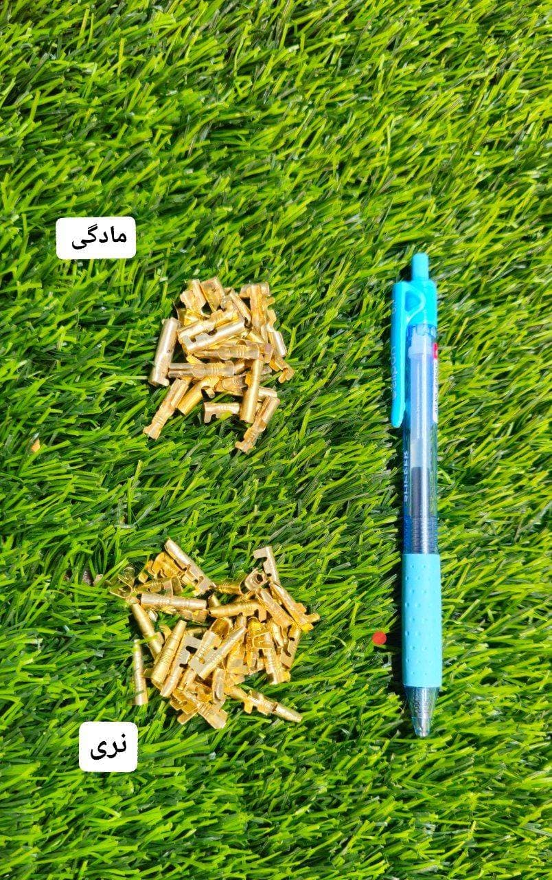 سر فیش برنجی نر و مادگی
