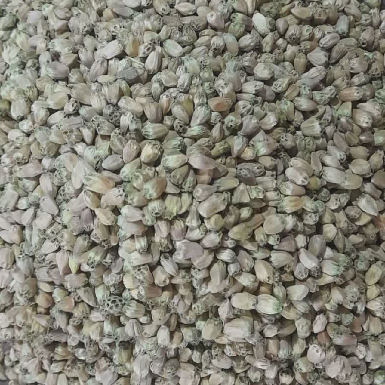 بذر کنگر خوراکی عمده - کلوس