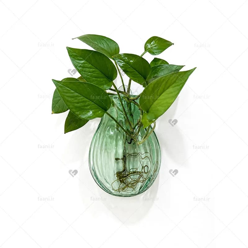 گلدان دیواری شیشه ای بزرگ سبز