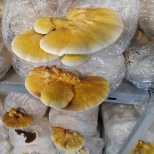 قارچ گانودرما زرد خشک 100 گرمی