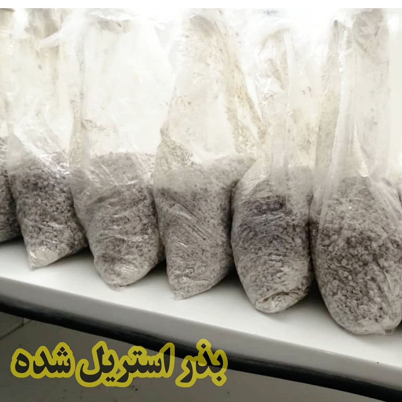 گندم استریل یا بذر آماده مایه زنی