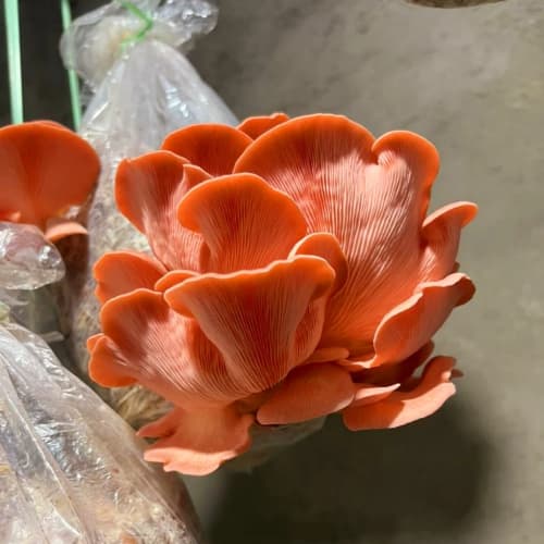 بذر قارچ صدفی صورتی 1 کیلوگرمی