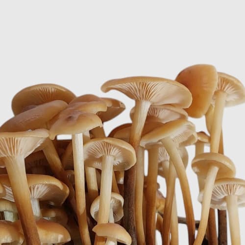 بذر قارچ انوکی طلایی 1 کیلوگرمی