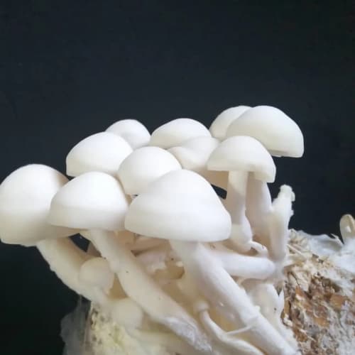 بذر قارچ شیمجی 1کیلوگرمی