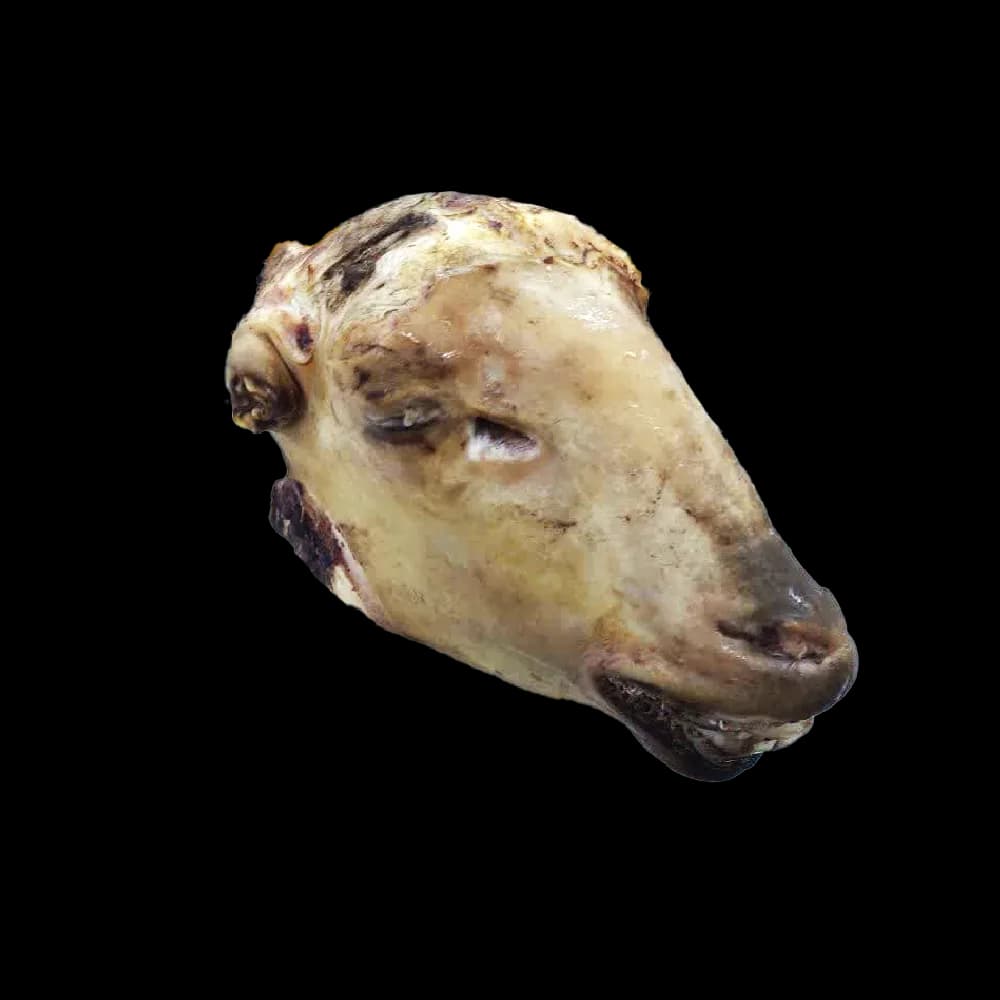 کله گوسفند — تصویر ۲