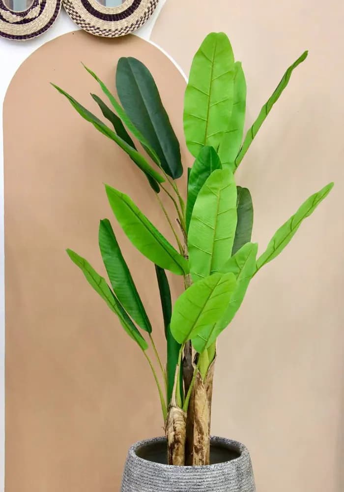 درختچه مصنوعی موز — تصویر ۳