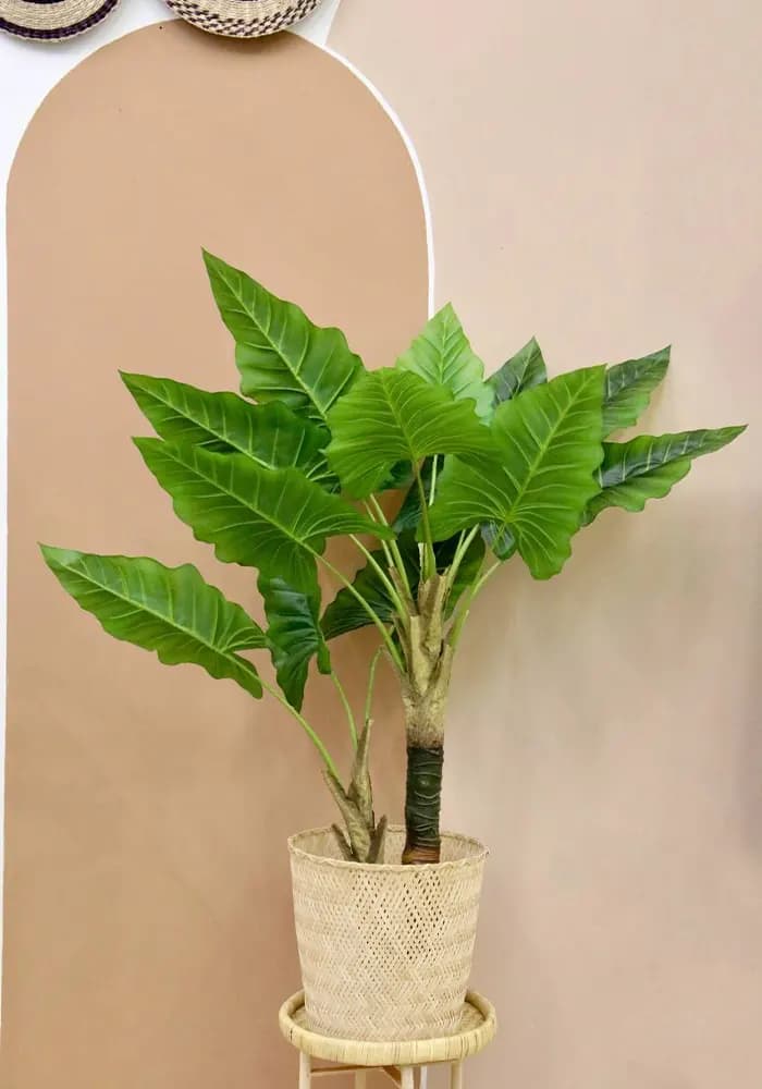 درختچه گیاه بابا آدم دو تنه