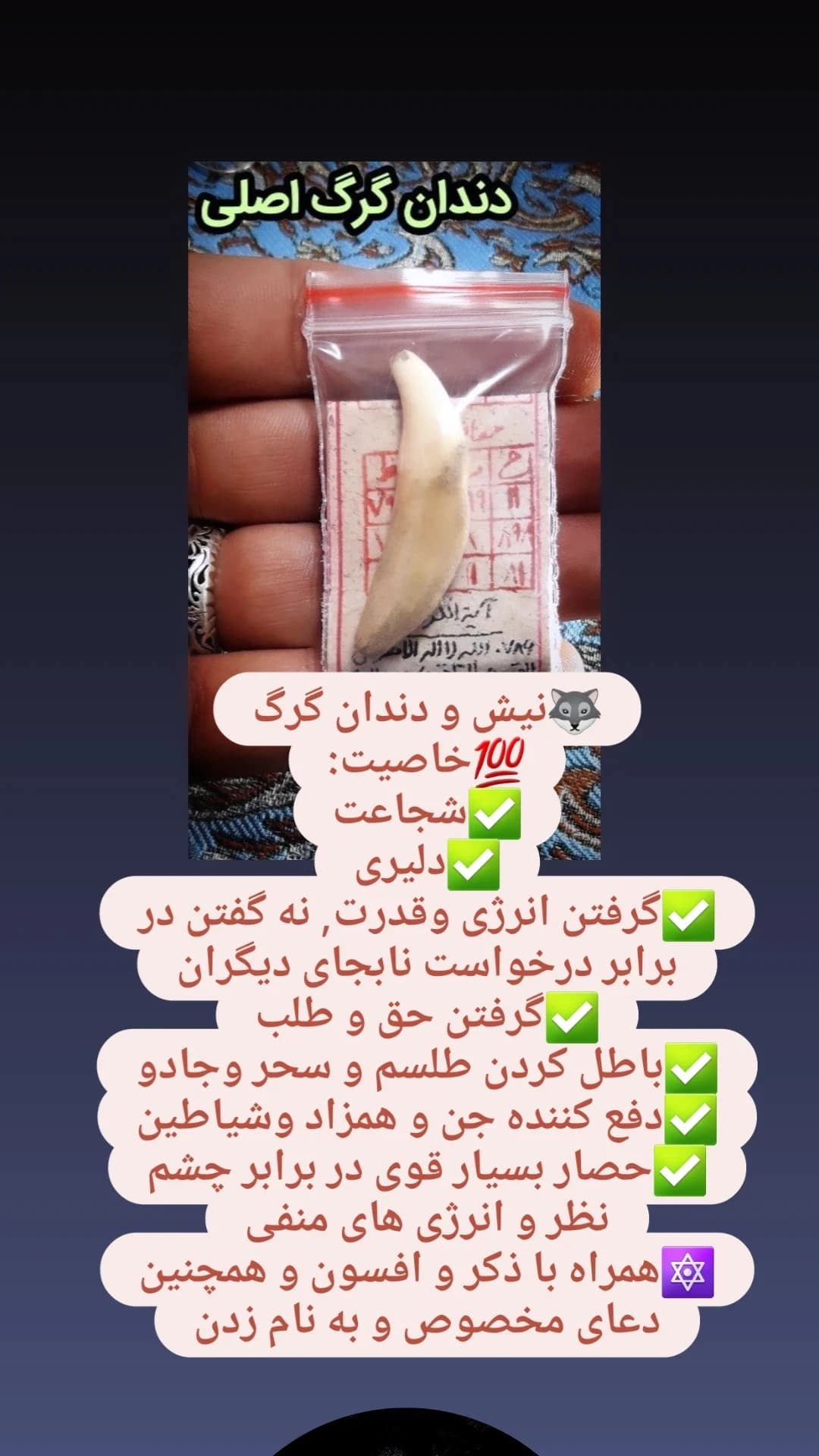 دندان گرگ — تصویر ۴