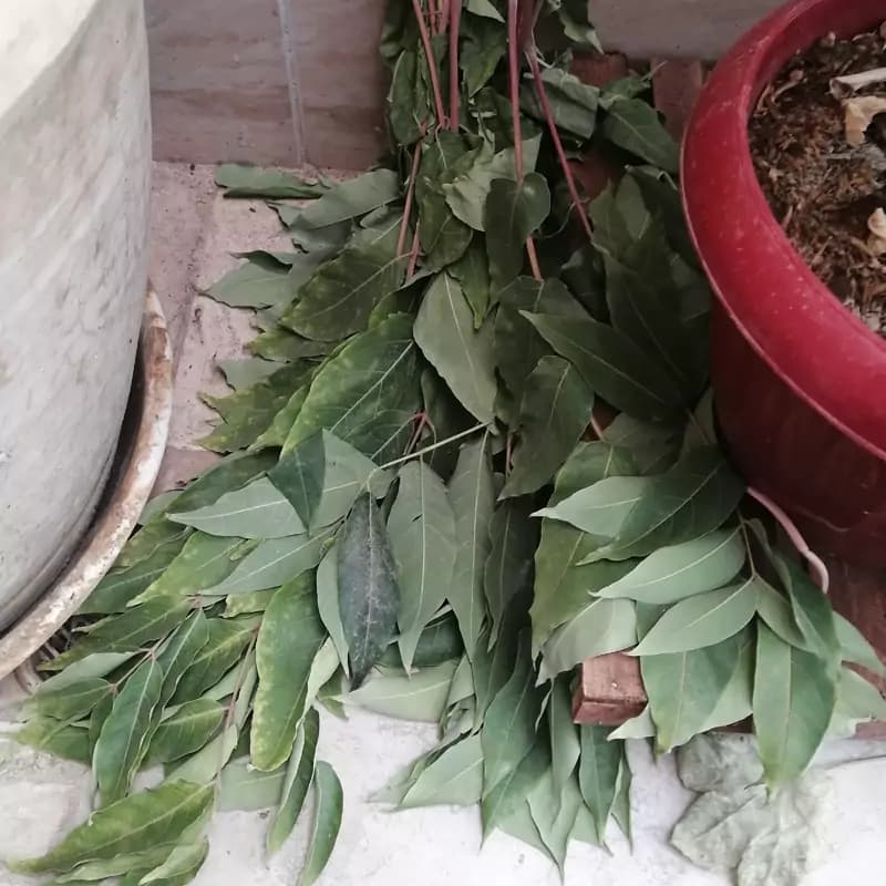برگ درخت عرعر 75 گرم — تصویر ۲