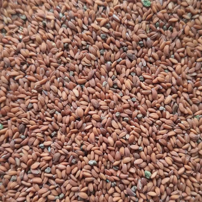 تخم ترتیزک (38 گرمی)