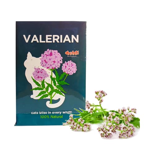 بذر علف گربه دودوتی گل والرین Dudoti وزن 10 گرمی