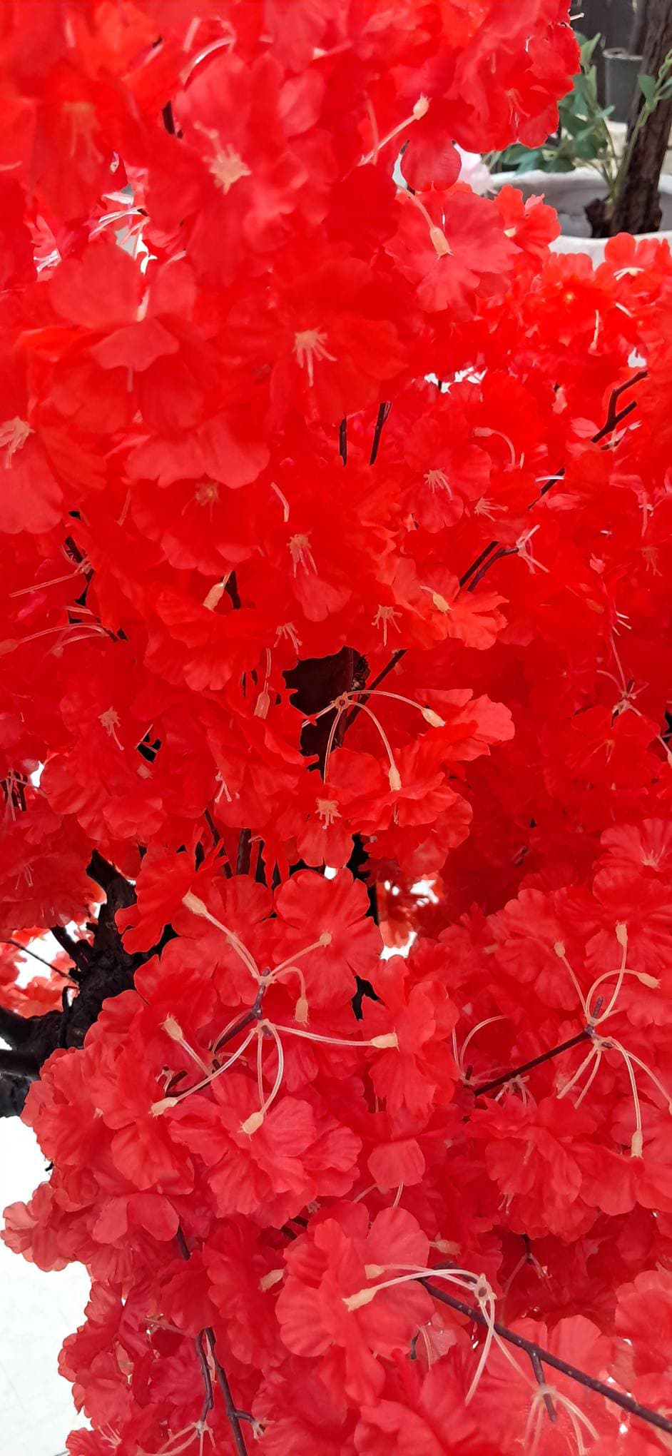 درختچه شکوفه-قرمز — تصویر ۳