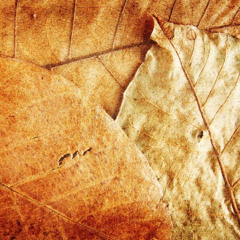 باندل پترن برگ پاییزی — تصویر ۹
