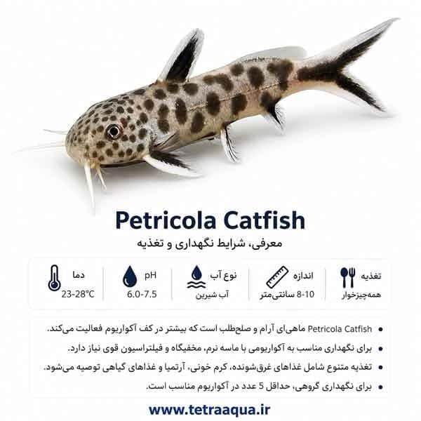 کت فیش پتریکولا سایز ۷ سانتی متر