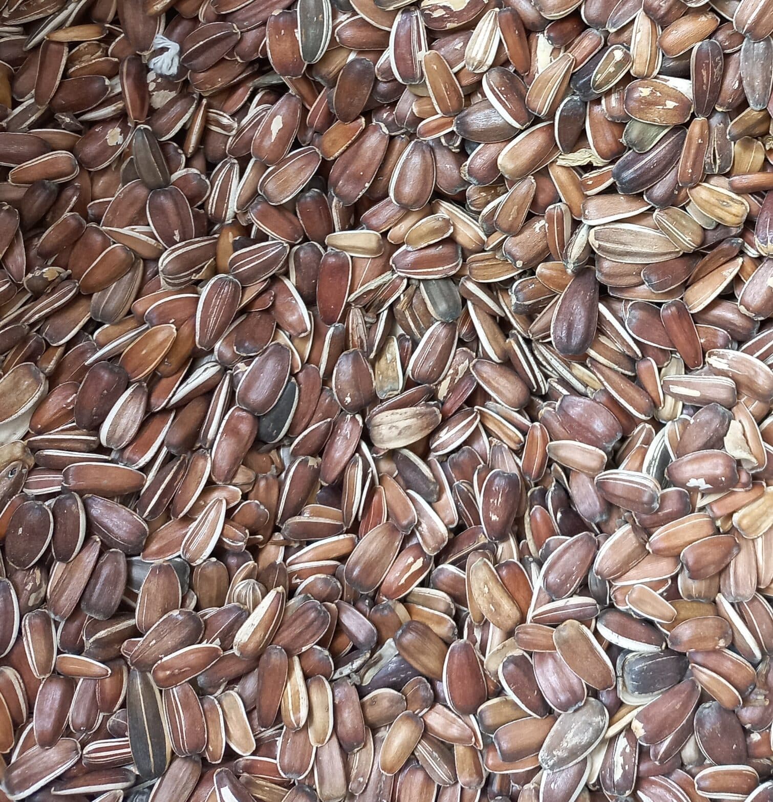 تخمه قهوه ای 1 کیلویی