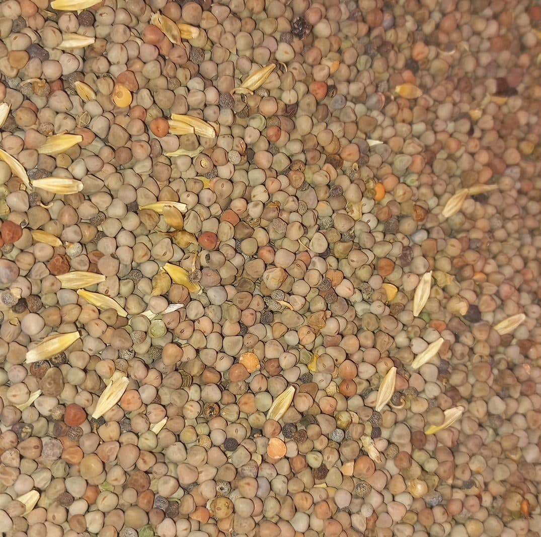 گاودانه 1 کیلویی