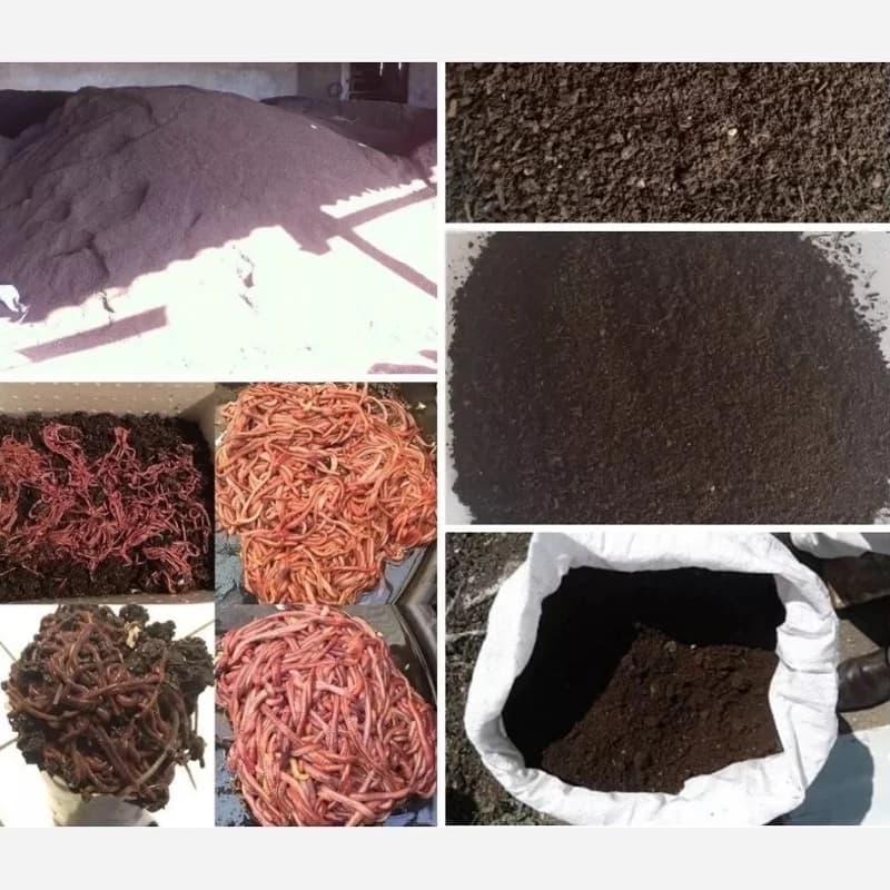 کود کمپوست شده گاوی درجه 1 صادراتی — تصویر ۲