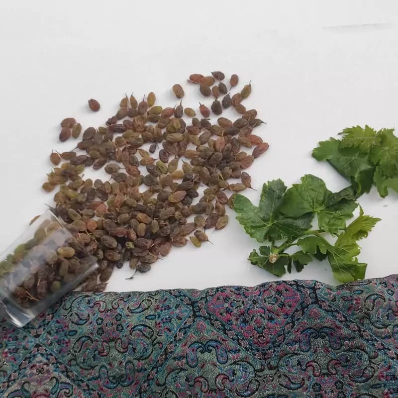 کشمش سبز سایه خشک بدون افزودنی یک کیلویی — تصویر ۲