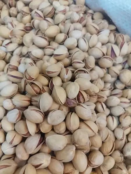 پسته فندقی سیرجان؛ پادشاه صادراتی پسته ایران