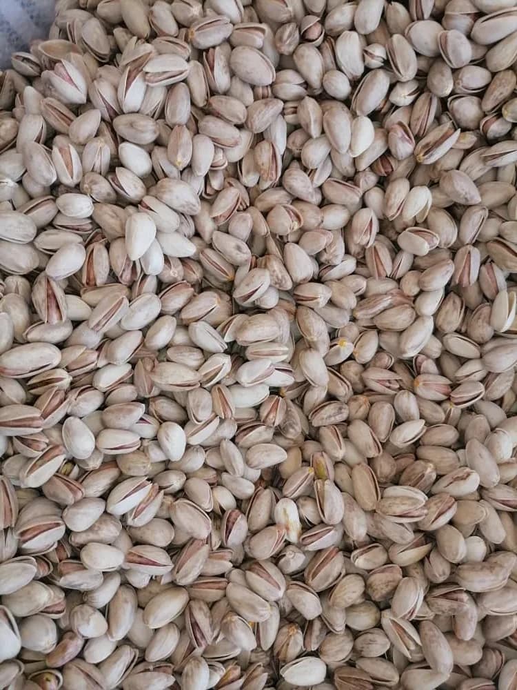 پسته اکبری خام سیرجان ✅ لوکس، خندان و درجه یک