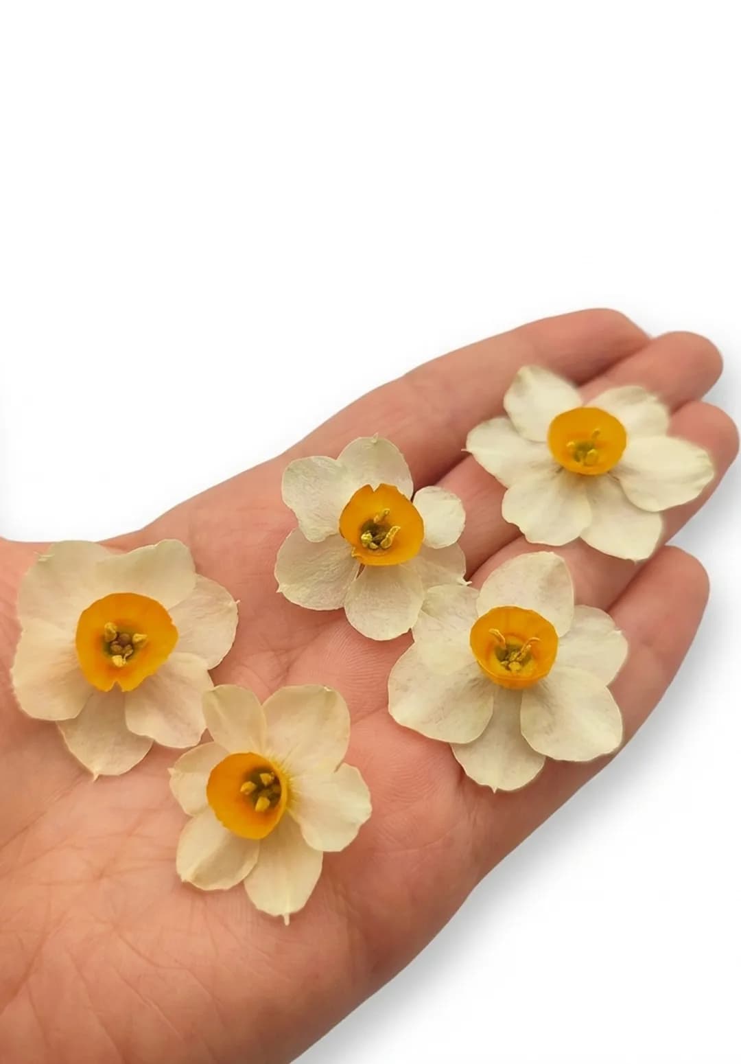 گل خشک نرگس سه‌بعدی برای رزین بسته 5 عددی- در 3 مدل کوچک،بزرگ و مختلط