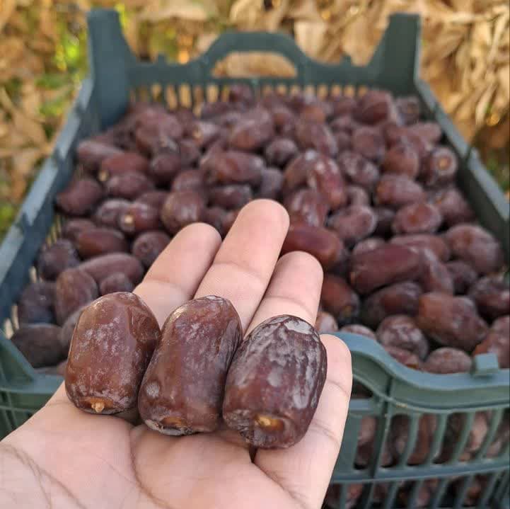 خرما کلوته 5 کیلویی — تصویر ۲